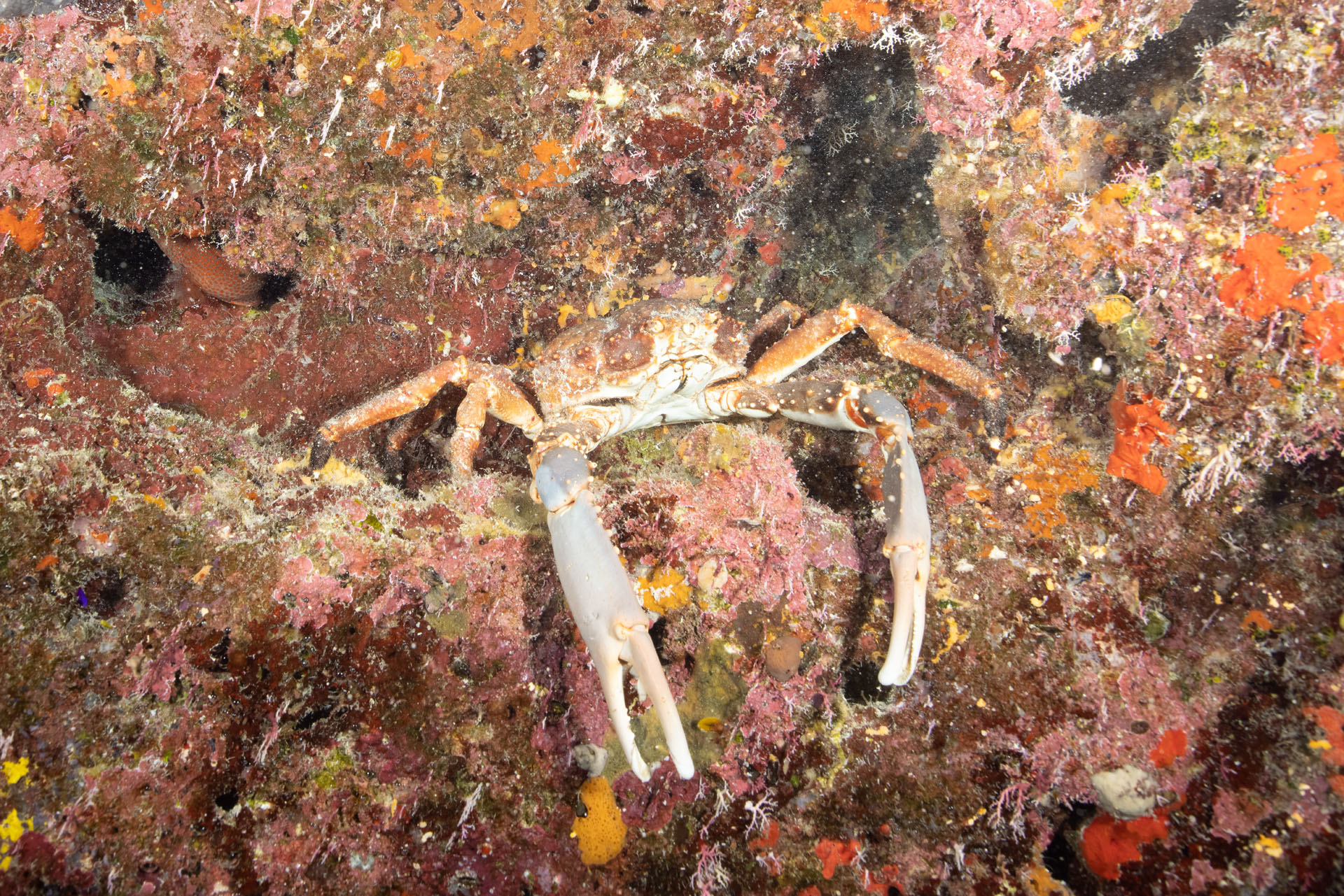 Channel Clinging Crab (May 19, 2024)