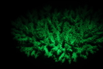Bioflourescent Photography