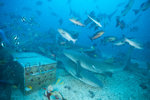 Shark Feeding
