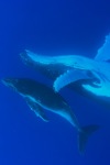 Mom and Calf