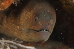 Moray Eel