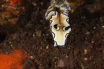 Dark Margin Doriprimatica