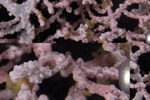 Pygmy Seahorse