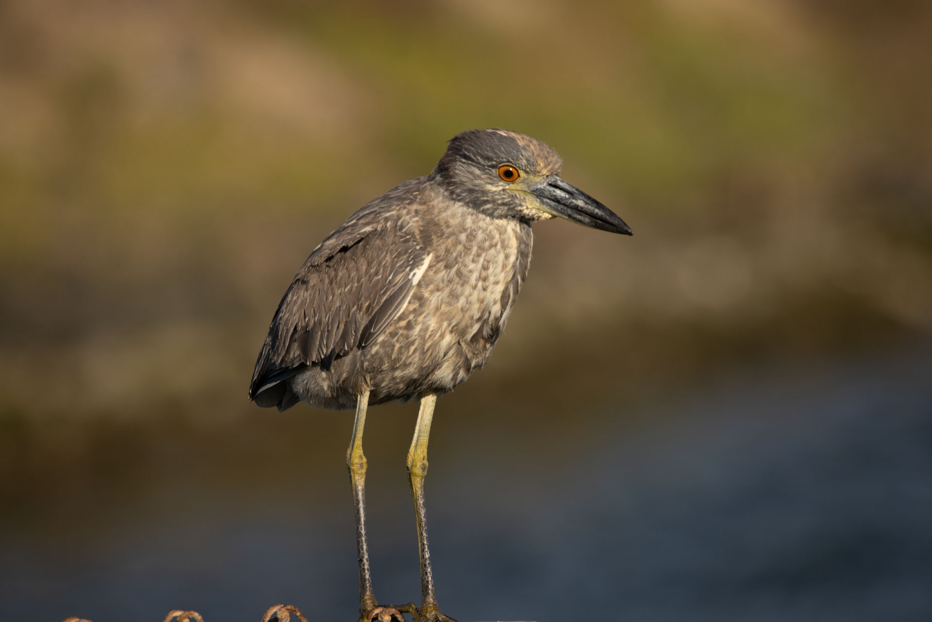 Yellow Crowned Night Heron (Mar 19, 2024)