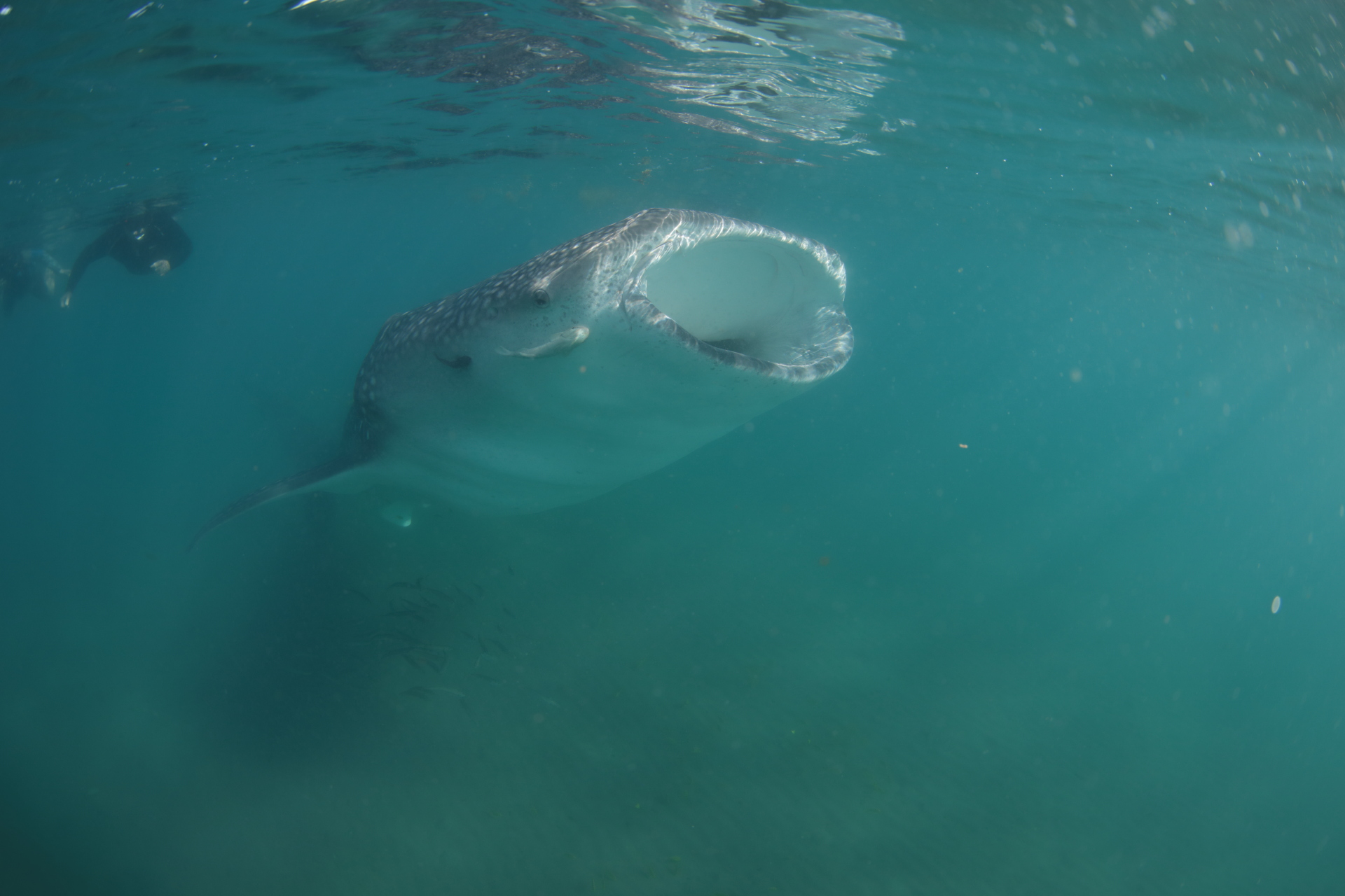 Whale Shark Feeding (Nov 17, 2021)