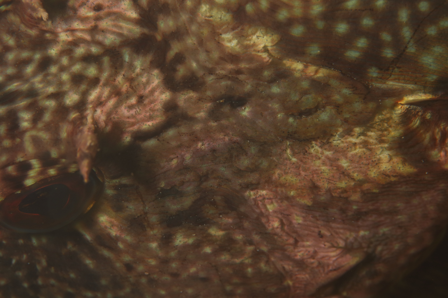 Rockfish (Sep 2, 2019)