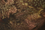 Rockfish