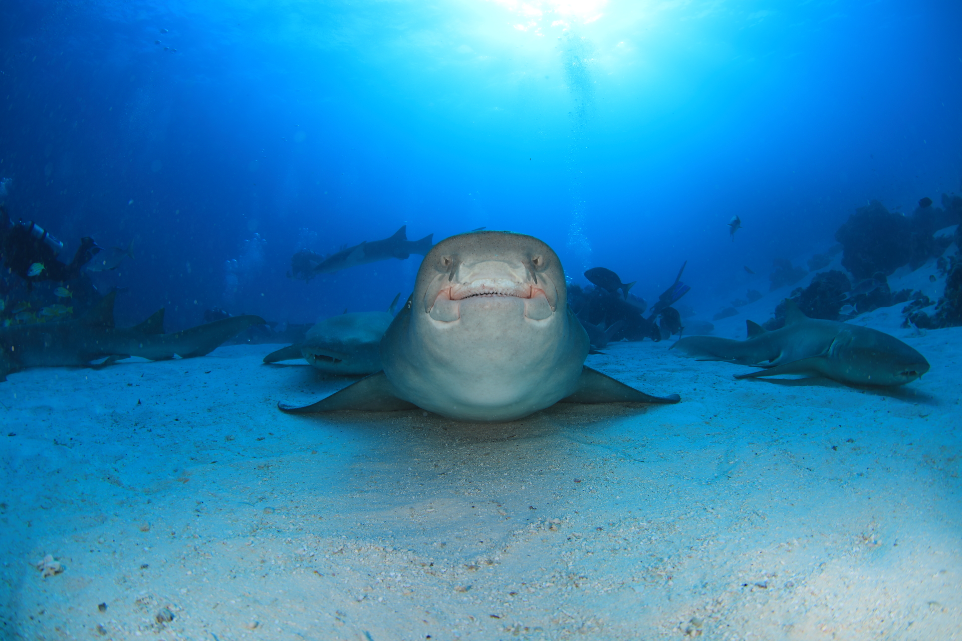 Nurse Shark (1) (Apr 10, 2021)