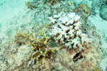 Healthy Coral on next to unhealthy coral