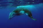 Humpback Calf
