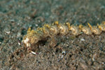 Dragon Nudibranch
