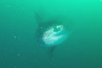 Mola Mola