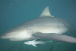 Bull Shark