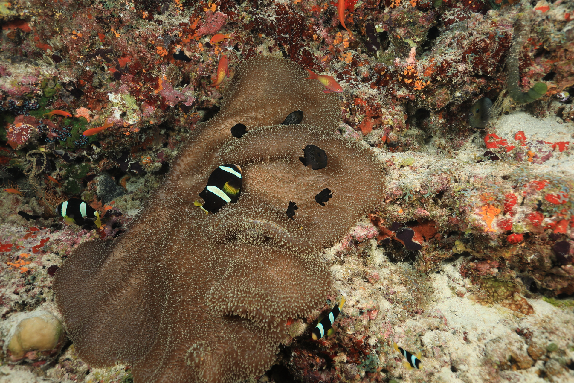Clown Fish on Anemone (Apr 4, 2021)