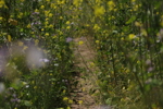 Trail with overgrown wildflowers