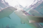 Bull Shark Feeding