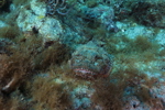 Scorpionfish