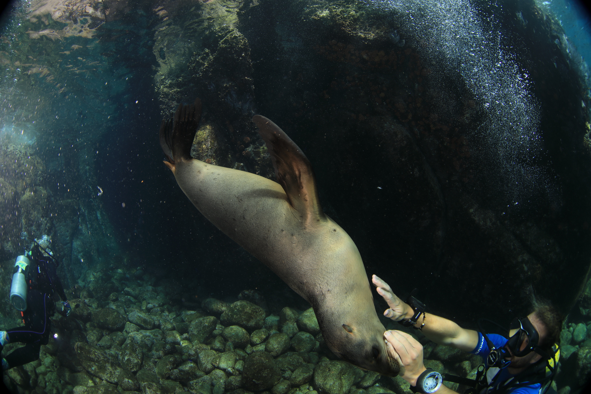 Paco Playing with Sea Lion (Nov 16, 2021)
