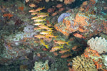 School of Big Eye Snapper