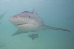 Bull Shark