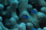 Blue Chromis