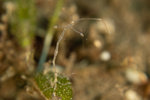 Skeleton Shrimp