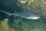 White Tip Shark