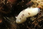 San Diego Dorid