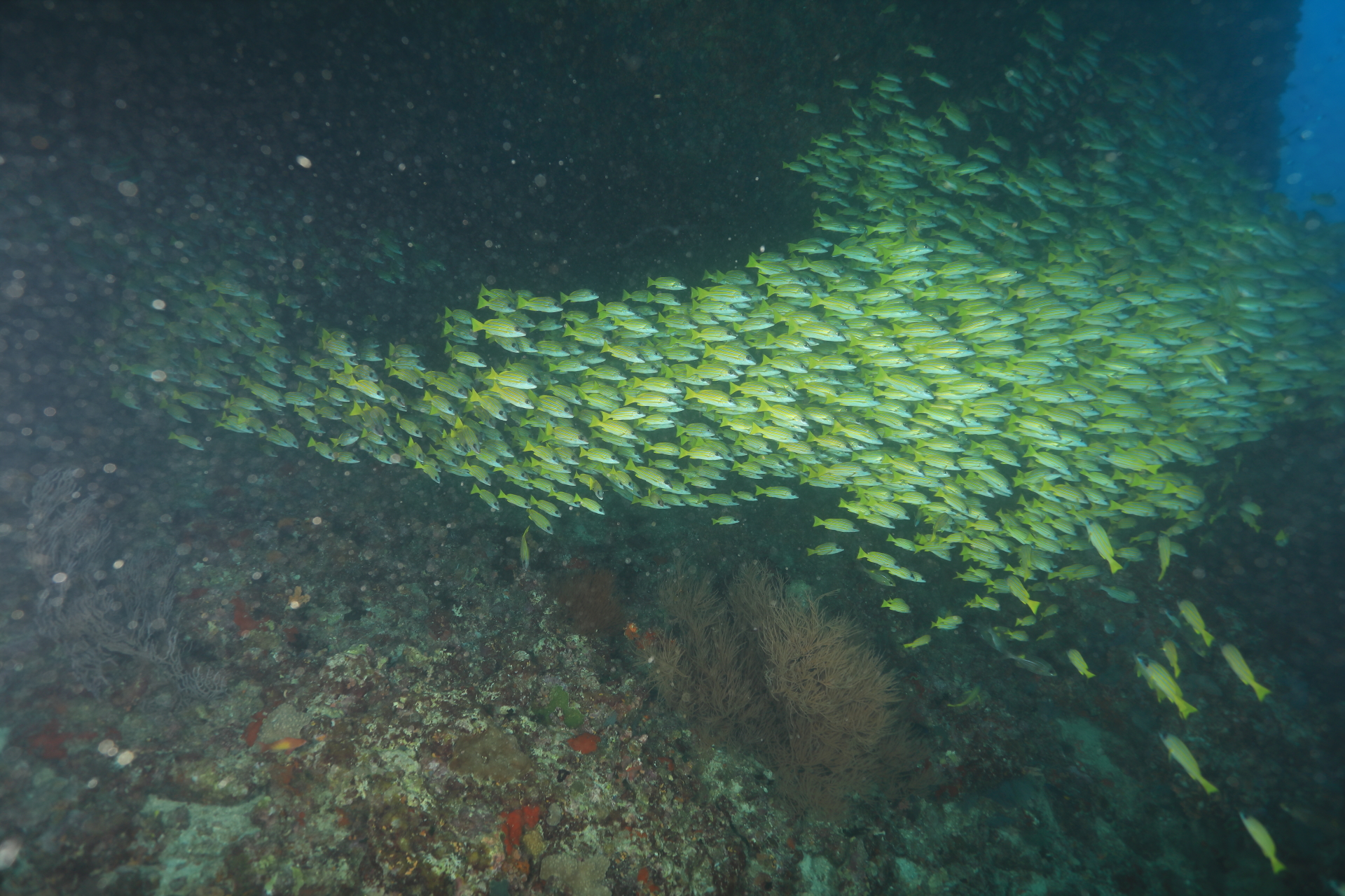 Yellow Snapper (Apr 9, 2021)