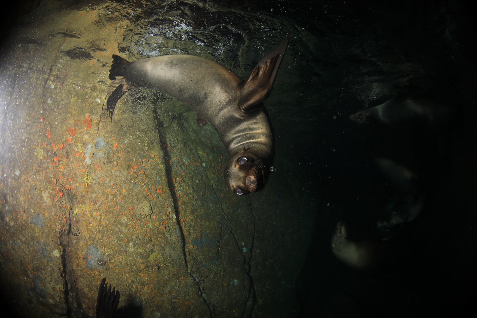 Sea Lion Pup (Nov 16, 2021)