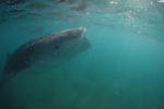 Whale Shark Feeding
