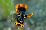 Nudibranch