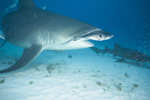Queen Hammerhead