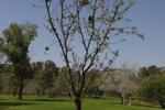 Cherry Blossom Tree