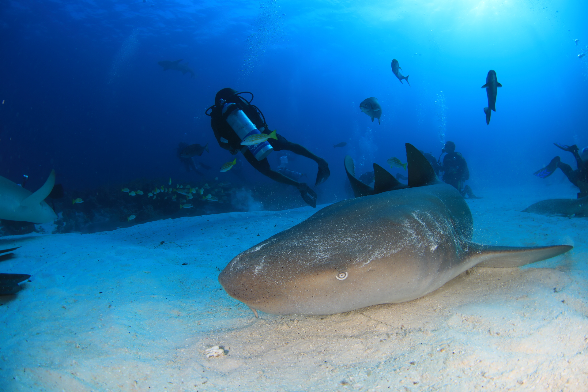 Nurse Shark (Apr 10, 2021)