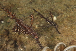 Ornate Ghost Pipefish