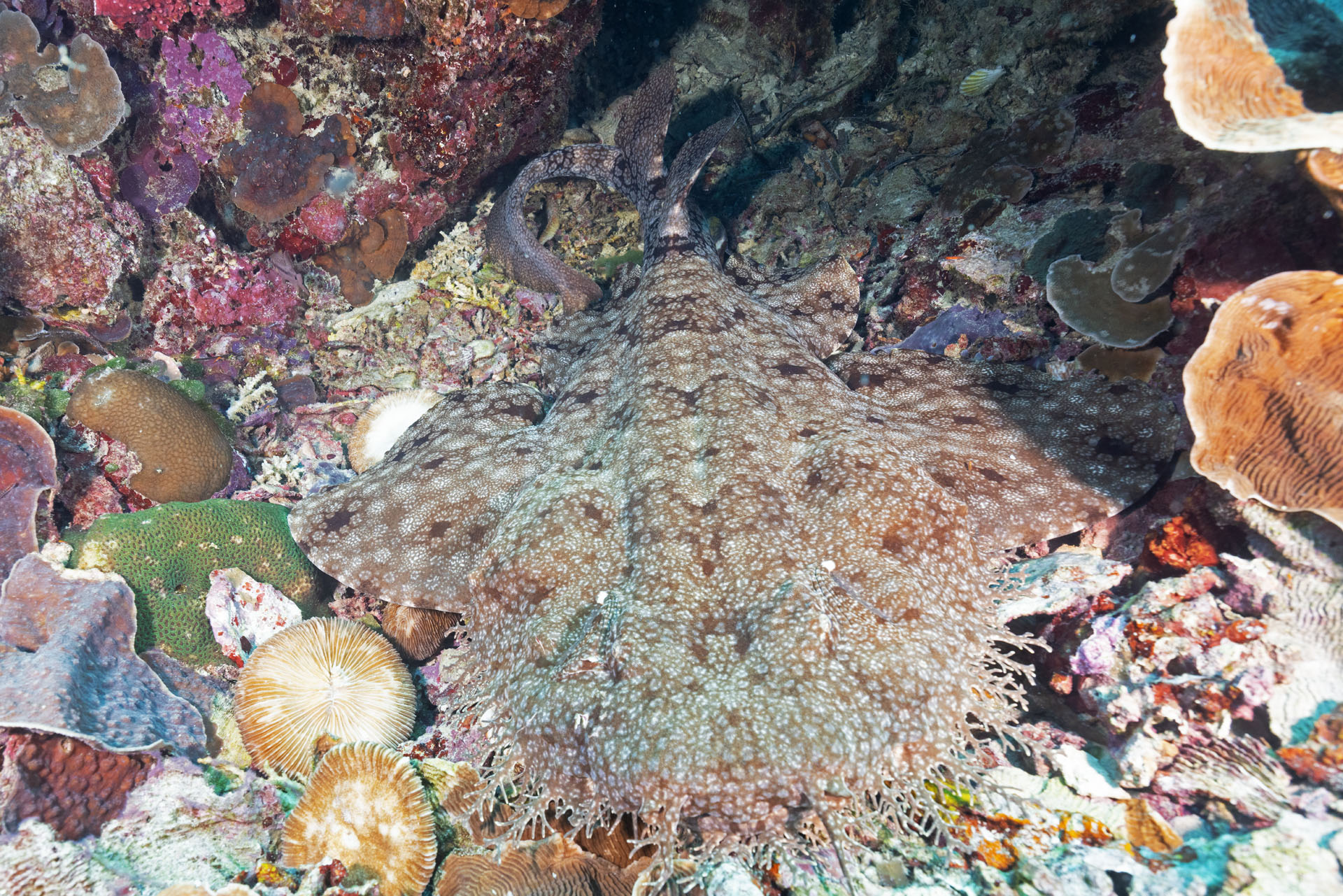 Wobegong Shark (Jan 29, 2026)