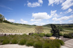 Halter Ranch Vineyard