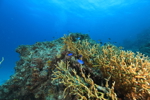 Reef Life