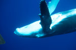 Humpback Calf