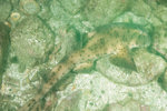 Galapagos Bull Head Shark