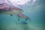 Bull Sharks