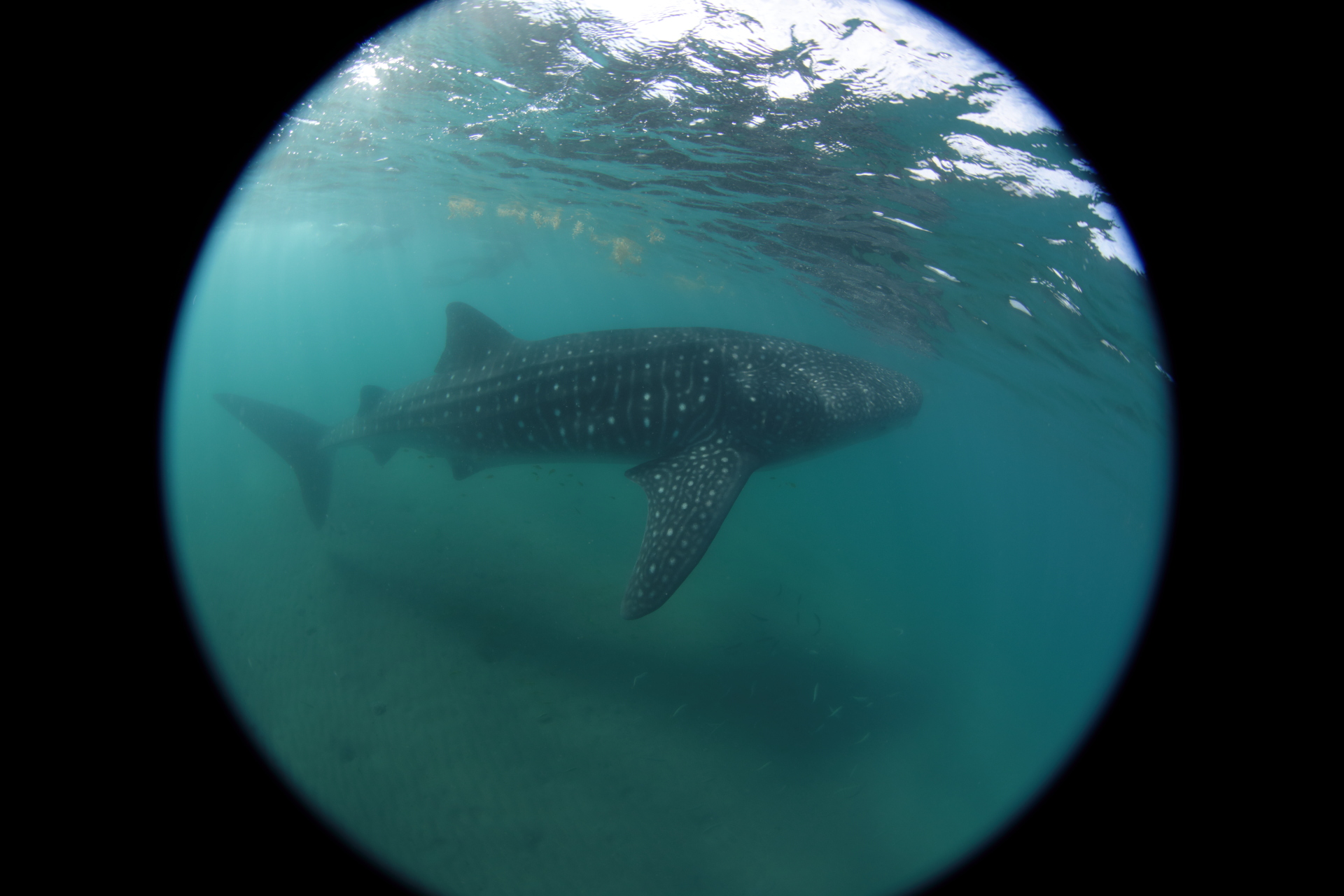 Whale Shark (Nov 17, 2021)