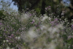 Wildflowers