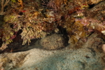 Toadfish