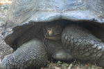 Giant Tortoise