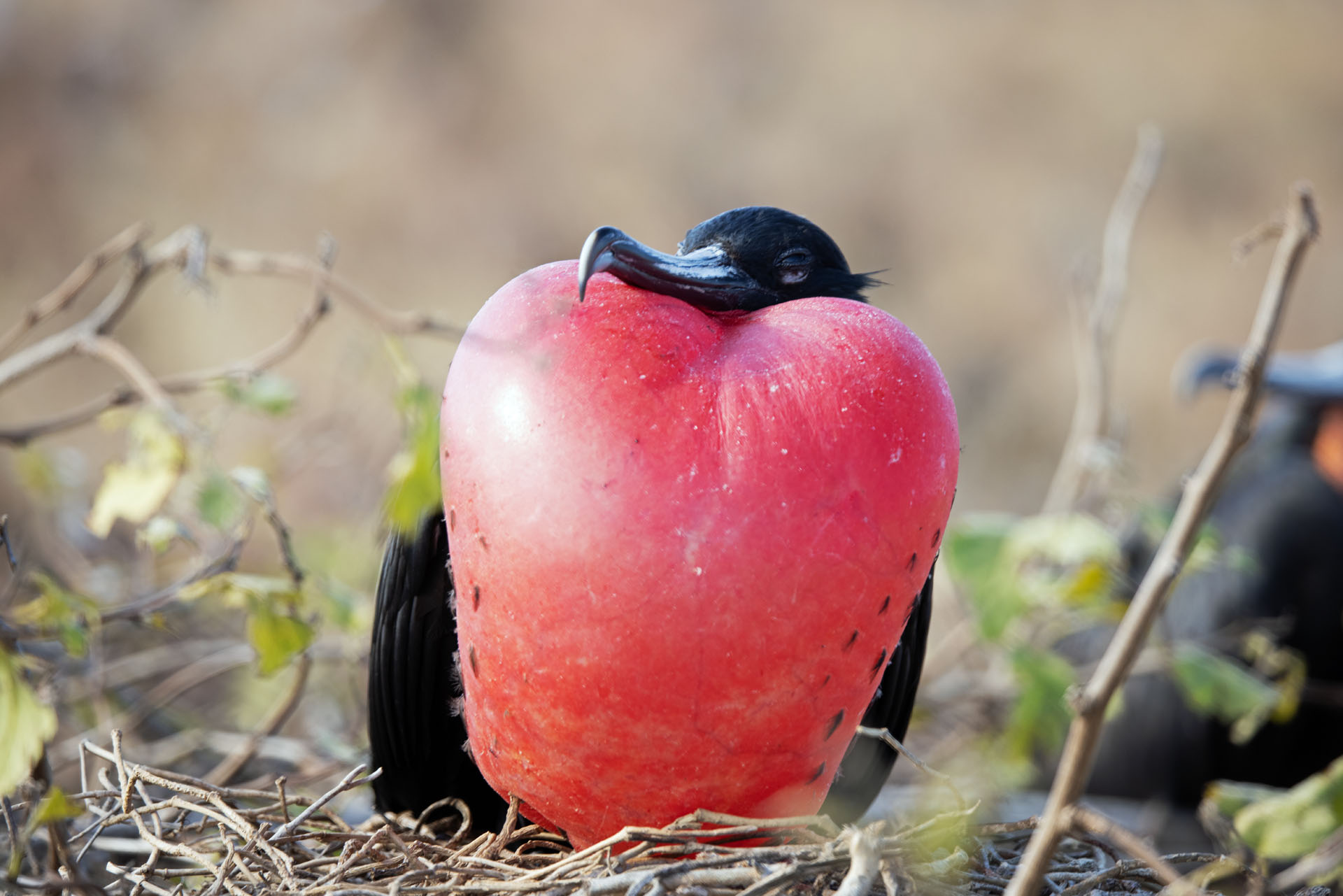 Male Frigate Bird (May 26, 2024)