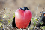 Male Frigate Bird