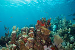 Groupers Gallery Reef