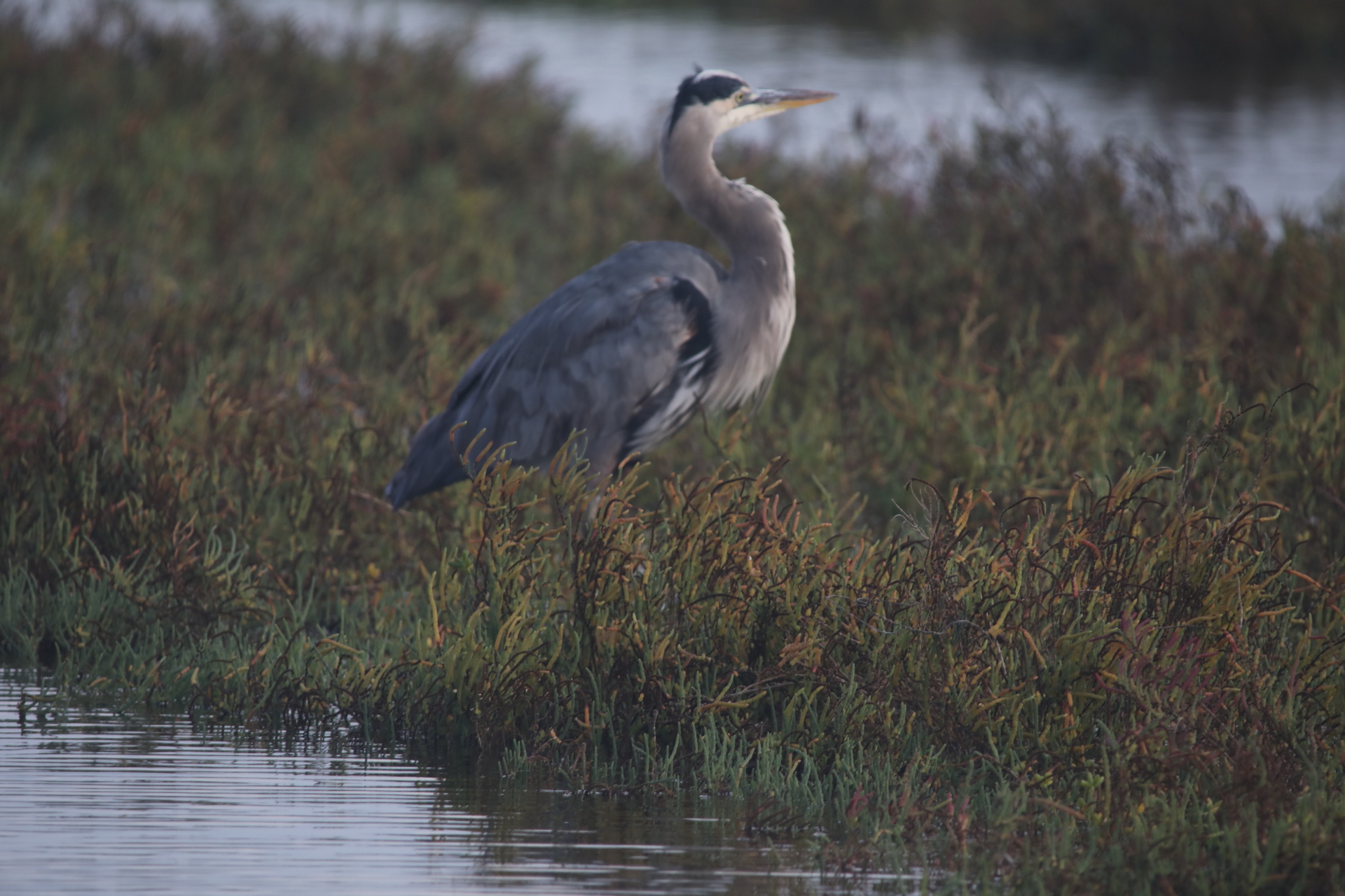 Great Blue Heron (Oct 23, 2020)